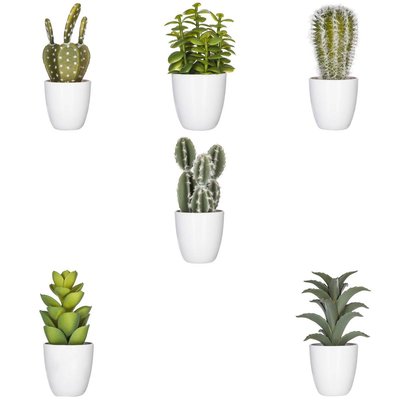 Plante succulente & cactus H18cm ATMOSPHERA