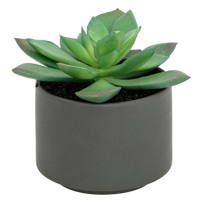 Plante grasse en pot ATMOSPHERA