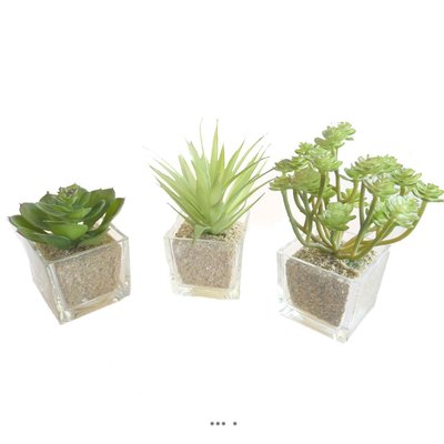 Agave Succulente cactée lot de 3 en pot verre ARTIFICIELLES