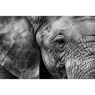 Tableau animaux Peau d'éléphant HEXOA