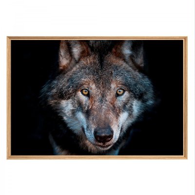 Tableau mural mat encadré loup gris CEANOTHE