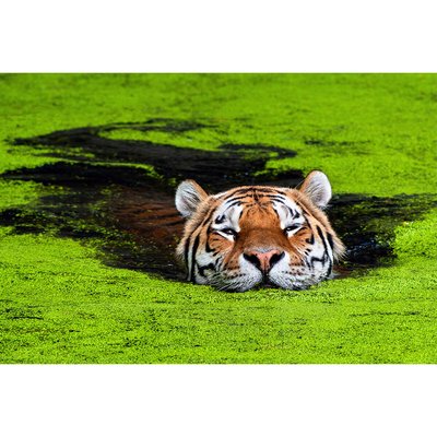 Tirage Sur Aluminium Green Swim TIRAGE D'ART CEANOTHE