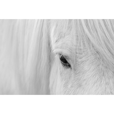 Tableau cheval blanc d' Islande HEXOA