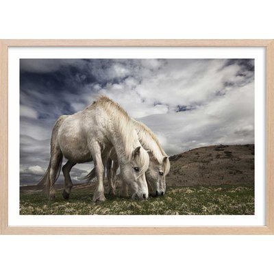 Affiche Chevaux blancs HEXOA