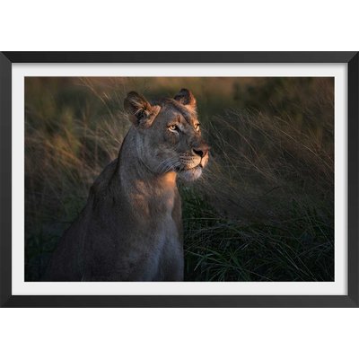 Affiche Lionne au crepuscule... HEXOA