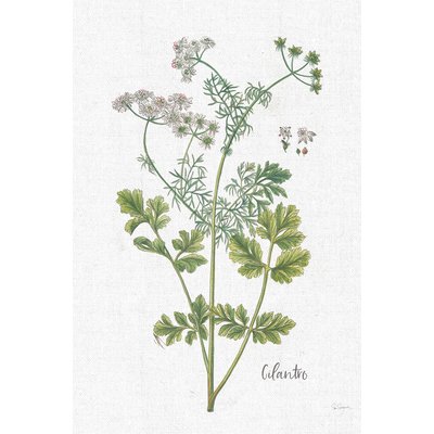 Tableau fleurs Coriandre dessinée HEXOA