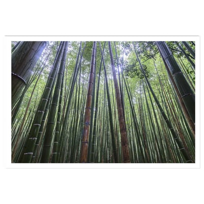Affiche zen Bambous Geants HEXOA