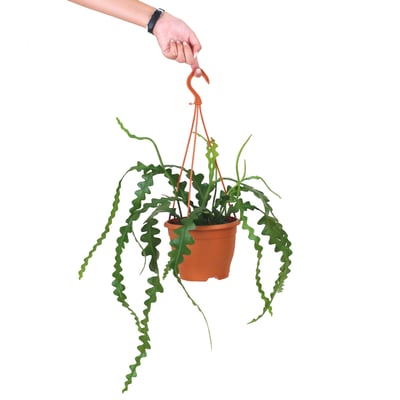 Planta Epiphyllum anguliger, BIOMA BIOMA PLANTS