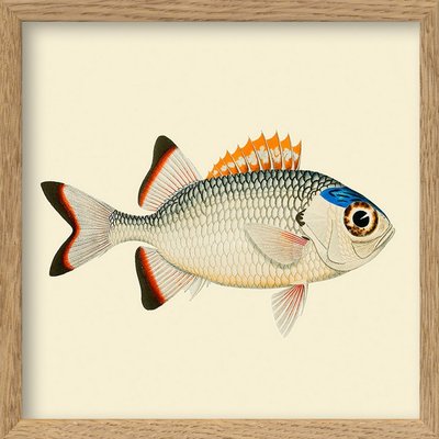 Petit cadre poisson  Mini Print THE DYBDAHL CO