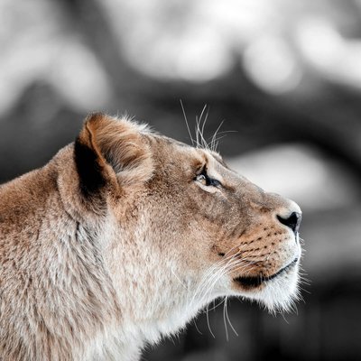 Tableau mural lionne de profil CEANOTHE