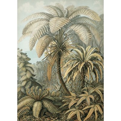 Affiche botanique fougères  Alsophila THE DYBDAHL CO