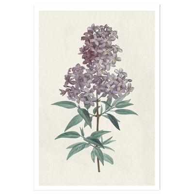 Affiche fleurs de Lilas vintage HEXOA