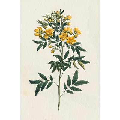 Tableau fleurs millepertuis illustré HEXOA