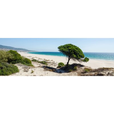 Tableau Mural Arbre Solitaire PLAGE CEANOTHE
