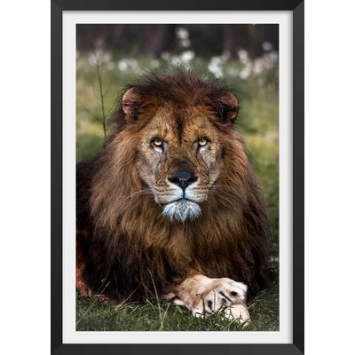 Affiche animaux pattes de lion HEXOA