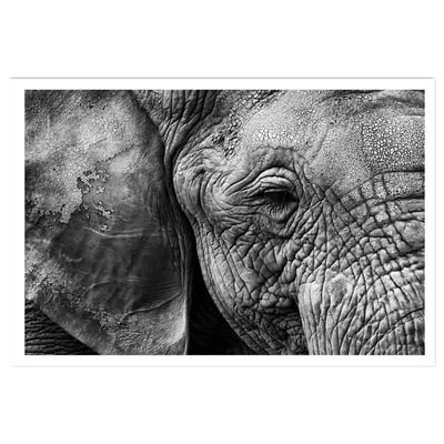 Affiche animaux Peau d'éléphant HEXOA
