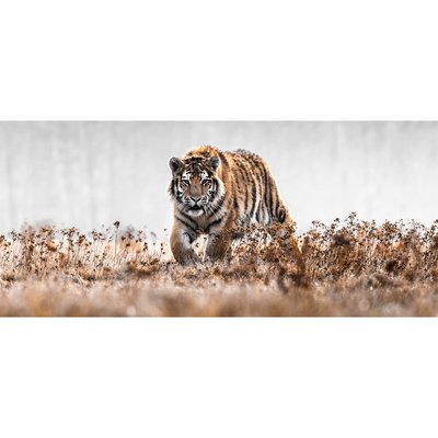 Tableau Sur Verre Synthétique Tigre En Chasse ANIMAUX CEANOTHE