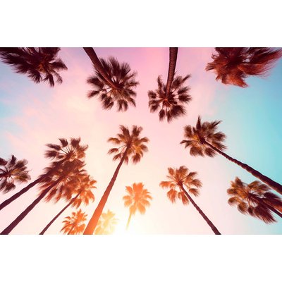 Tableau palmier rose beverly hills sunset HEXOA