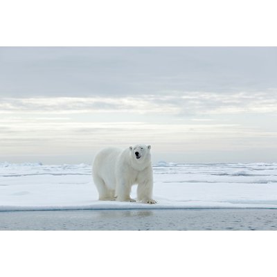 Tableau ours blanc sur la banquise HEXOA