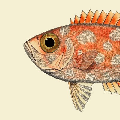 Affiche tête de poisson  Dotted Orange Fish Head THE DYBDAHL CO