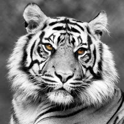 Tableau Mural Tigre De Face ANIMAUX CEANOTHE