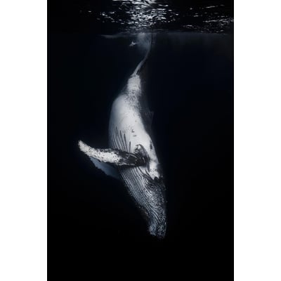 Tableau baleine baleine noire HEXOA