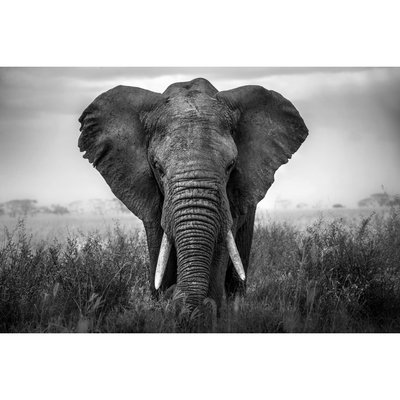 Tableau Sur Verre Synthétique Éléphant Noir & Blanc ANIMAUX CEANOTHE