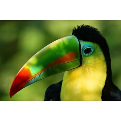 Tableau Sur Verre Synthétique Toucan Multicolore 80x120 Cm NATURE ÉVASION CEANOTHE