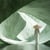Tableaux Sur Toile-Vert