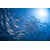 Tableau Alu Dibond