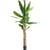 Vert Feuillage Tropical Et Tronc Marron