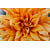 Tableau Alu Dibond
