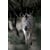 Tableau Alu Dibond