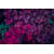 Tableau Alu Dibond