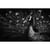 Tableaux Sur Toile-Noir & Blanc