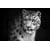Tableau Alu Dibond