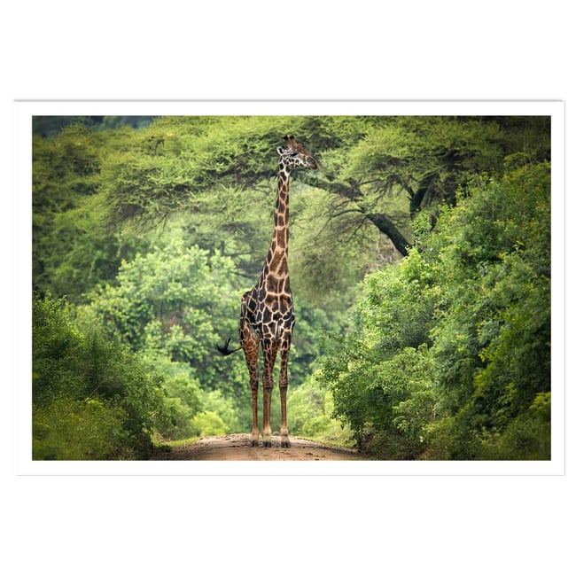 Affiche Girafe inattendue - HEXOA