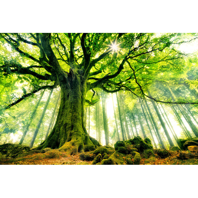 Tableau nature l 'hêtre de ponthus - HEXOA