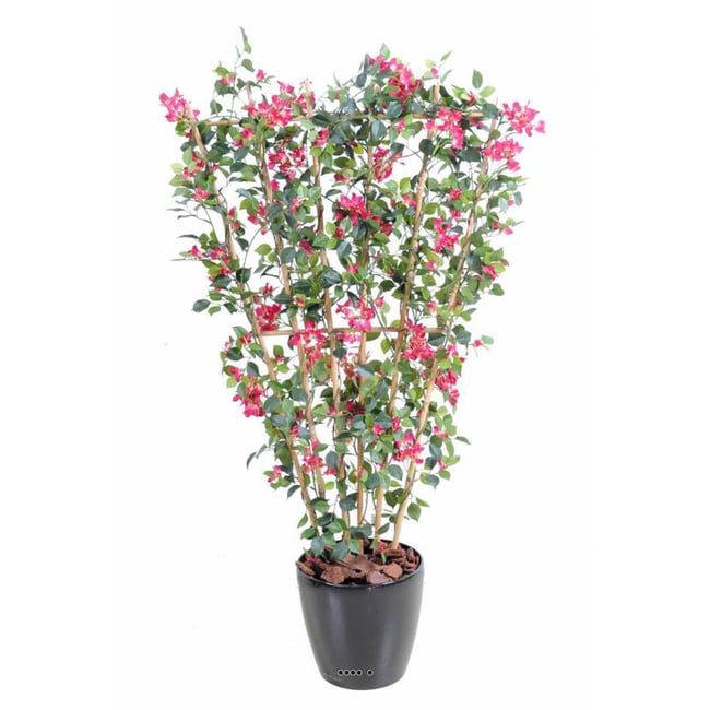 Bougainvillier palissade 6 cannes en pot Couleur v002234 <span itemprop=