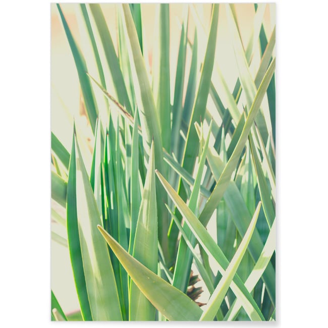 Poster Palm Tree Leaf 1 Couleur blanc <span itemprop=