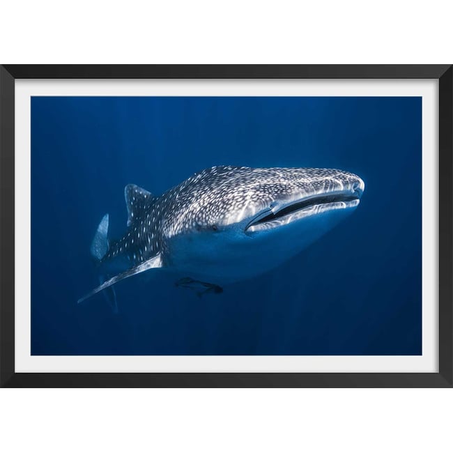 Affiche Requin baleine - HEXOA