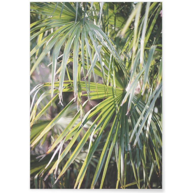 Poster Palm Tree Leaf 2 Couleur blanc <span itemprop=