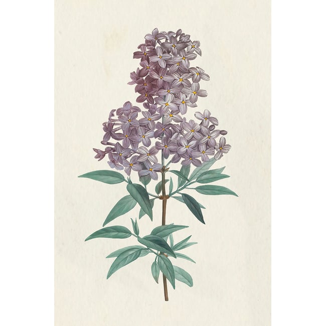 Tableau fleurs Gravure de Lilas vintage - HEXOA