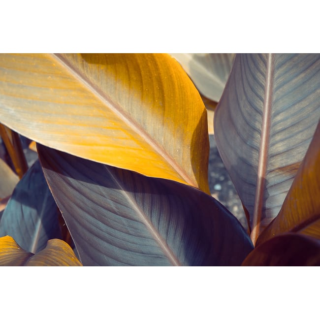 Tableau palm leaves y - HEXOA