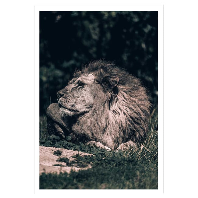 Affiche lion mon roi - HEXOA