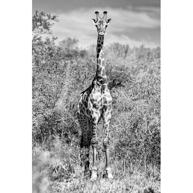 Tableau animaux girafe en instantanée - HEXOA