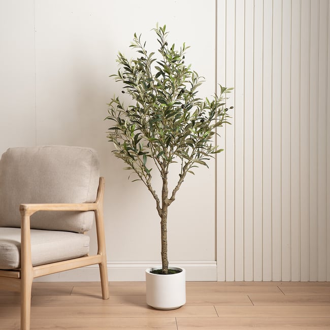 150cm Olive Tree  in White Pot, green, SO'HOME