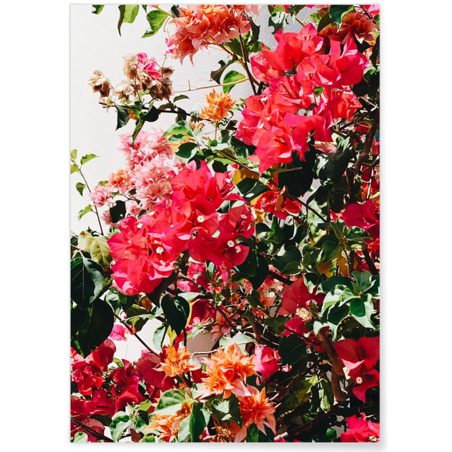 Poster Fleurs Couleur blanc <span itemprop=