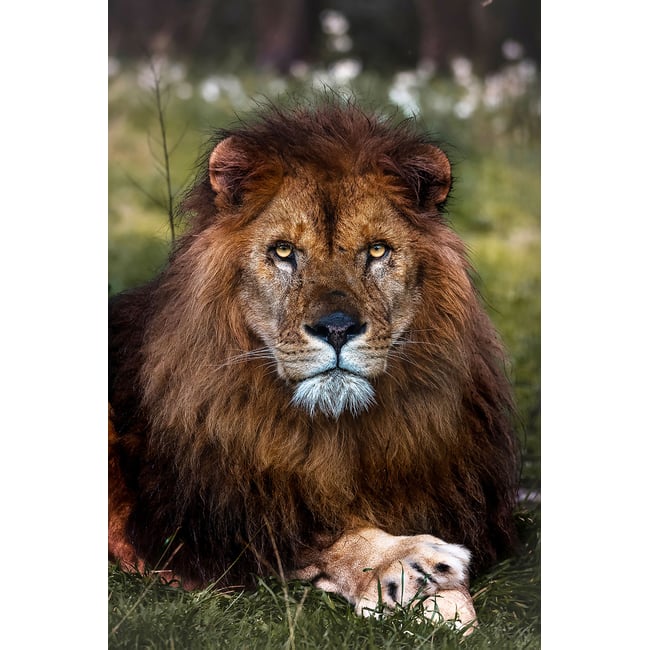 Tableau animaux pattes de lion - HEXOA