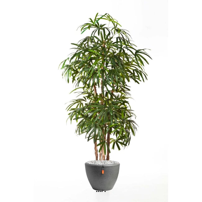 Palmier Raphis new artificiel H230 cm 1 Couleur vert <span itemprop=